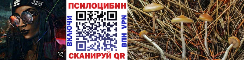 как найти наркотики  Армянск  Галлюциногенные грибы Psilocybe 